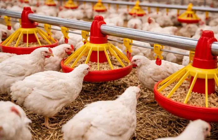 Automatisches Fütterungs- und Tränkesystem in einer Geflügelfarm