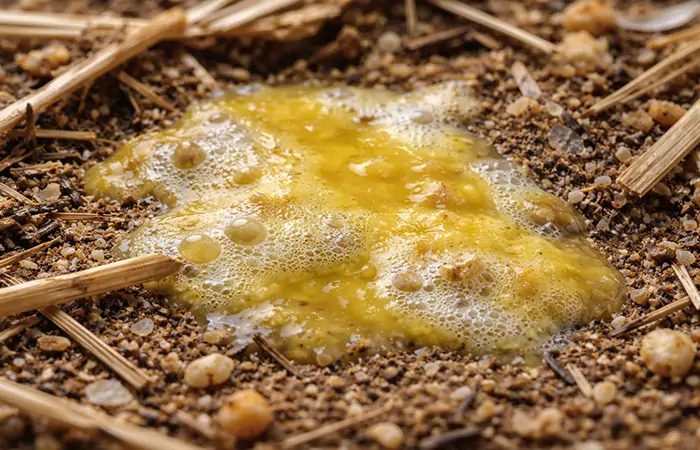 Gelbes Hühnerkacke-Durchfall-Infektion Beispiel