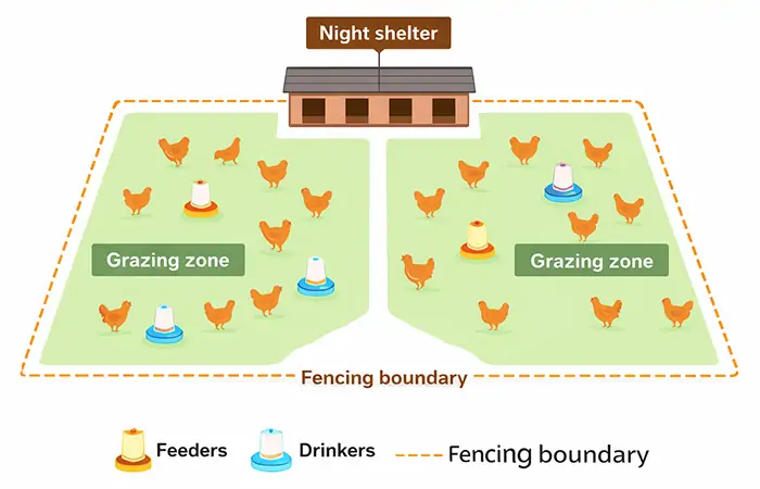diagramme montrant l'abri de nuit, la zone de pâturage, les clôtures et les zones d'alimentation dans un système d'élevage de volailles en liberté
