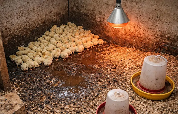 hacinamiento de los pollitos debido a la mala temperatura de cría y al problema de la cama húmeda